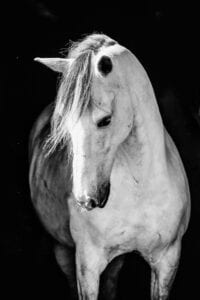 Paard op de foto